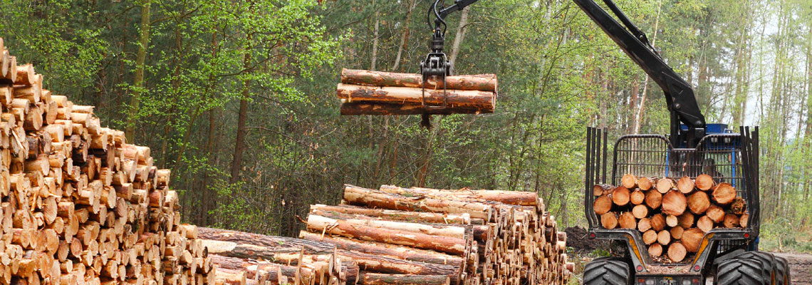 investissement forestier